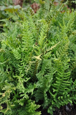 Polypode commun Polypodium vulgare 5-10 Pot 9x9 cm (P9) Polypodium vulgare
