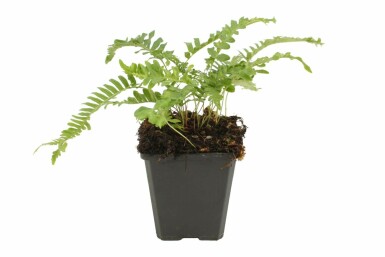 Polypode commun Polypodium vulgare 5-10 Pot 9x9 cm (P9) Polypodium vulgare