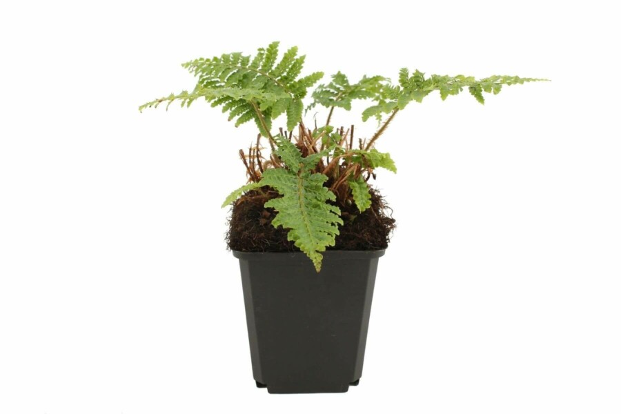 Aspidie du Japon Polystichum polyblepharum 5-10 Pot 9x9 cm (P9) Polystichum polyblepharum