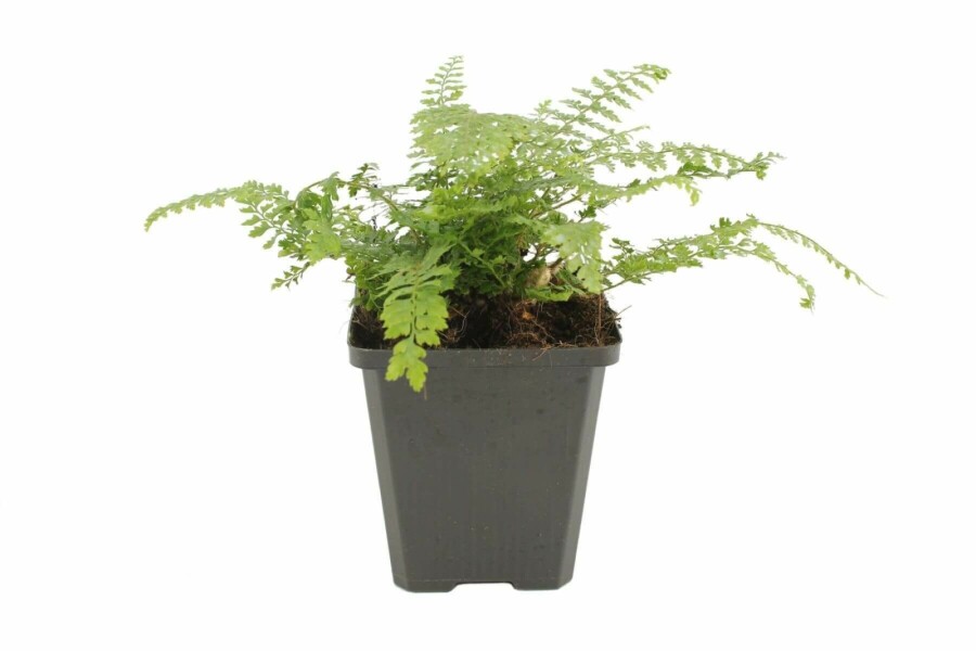 Polystic à soies Polystichum setiferum 'Herrenhaus' 5-10 Pot 9x9 cm (P9) Polystichum setiferum 'Herrenhaus'