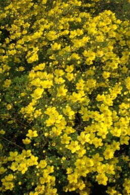 Potentilla aurea