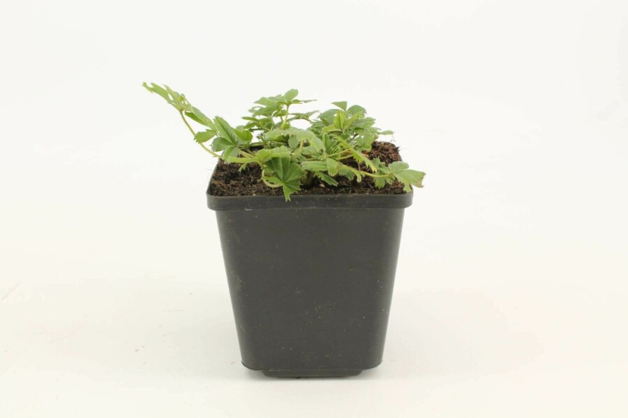 Potentille dorée Potentilla aurea 5-10 Pot 9x9 cm (P9) Potentilla aurea