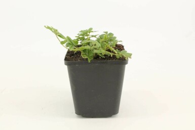 Potentille dorée Potentilla aurea 5-10 Pot 9x9 cm (P9) Potentilla aurea