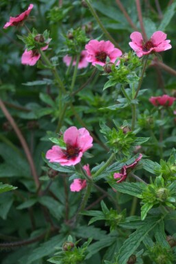 Potentille du Népal Potentilla nepalensis 'Miss Willmott' 5-10 Pot 9x9 cm (P9) Potentilla nepalensis 'Miss Willmott'