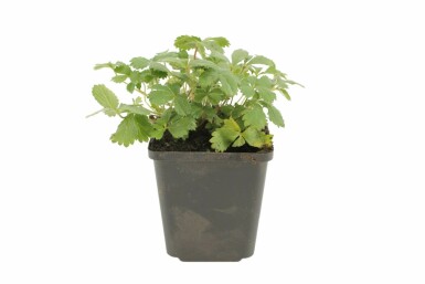 Potentille du Népal Potentilla nepalensis 'Miss Willmott' 5-10 Pot 9x9 cm (P9)