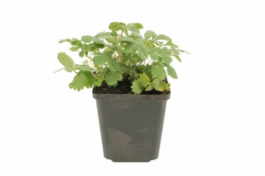 Potentille du Népal Potentilla nepalensis 'Miss Willmott' 5-10 Pot 9x9 cm (P9) Potentilla nepalensis 'Miss Willmott'