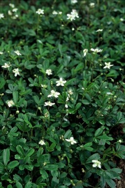 Potentille Potentilla tridentata 'Nuuk' 5-10 Pot 9x9 cm (P9)