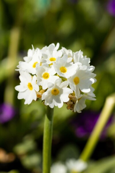 Primevère de l'Himalaya Primula denticulata 'Alba' 5-10 Pot 9x9 cm (P9) Primula denticulata 'Alba'