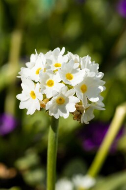 Primevère de l'Himalaya Primula denticulata 'Alba' 5-10 Pot 9x9 cm (P9)