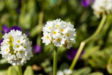 Primevère de l'Himalaya Primula denticulata 'Alba' 5-10 Pot 9x9 cm (P9) Primula denticulata 'Alba'