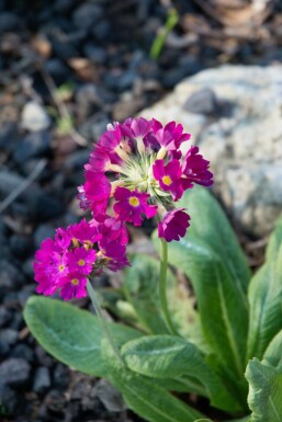 Primevère de l'Himalaya Primula denticulata 'Rubin' 5-10 Pot 9x9 cm (P9)