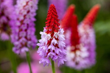 Primevère du père vial Primula vialii 10-15 Pot 2 l (C2) Primula vialii