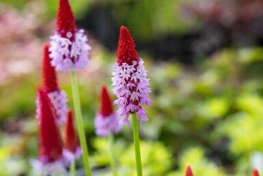 Primevère du père vial Primula vialii 5-10 Pot 9x9 cm (P9) Primula vialii