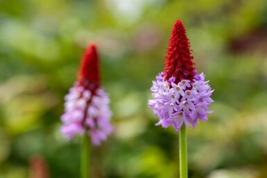 Primevère du père vial Primula vialii 5-10 Pot 9x9 cm (P9) Primula vialii