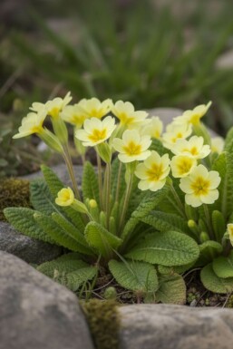Primula vulgaris