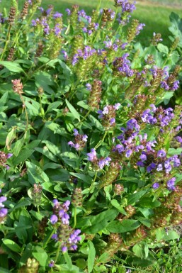 Prunella grandiflora