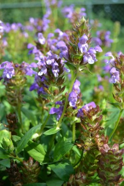 Brunelle à grandes fleurs Prunella grandiflora 5-10 Pot 9x9 cm (P9)