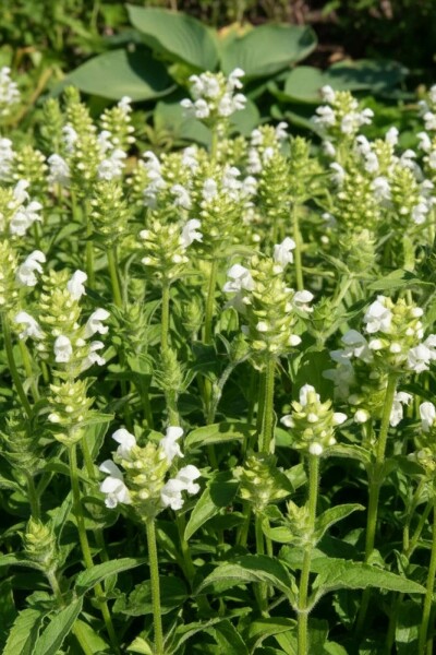 Brunelle à grandes fleurs Prunella grandiflora 'Alba' 5-10 Pot 9x9 cm (P9) Prunella grandiflora 'Alba'