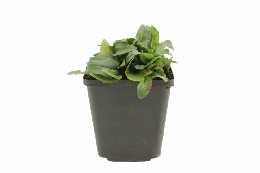 Brunelle à grandes fleurs Prunella grandiflora 'Alba' 5-10 Pot 9x9 cm (P9) Prunella grandiflora 'Alba'