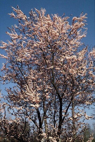 Prunus cerasifera 'Nigra' C12 100-125