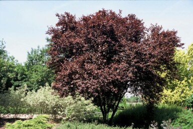 Prunus cerasifera 'Nigra' C12 100-125
