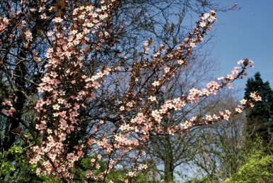 Prunus cerasifera 'Nigra' C12 100-125