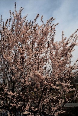 Prunus cerasifera 'Nigra' C12 100-125