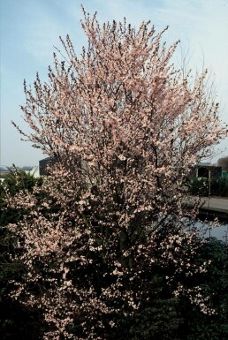 Prunus cerasifera 'Nigra' C12 100-125