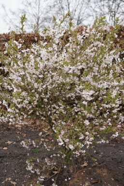 Cerisier japonais Prunus incisa 'Kojou No Mai' Arbuste 30-40 Pot 2 l (C2)