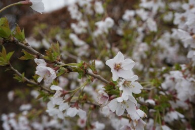 Cerisier japonais Prunus incisa 'Kojou No Mai' Arbuste 30-40 Pot 2 l (C2)