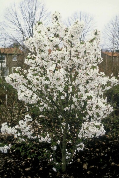 Prunus nipponica 'Brillant' C3 30-40