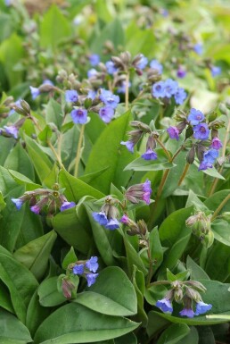 Pulmonaire australe Pulmonaria angustifolia 'Blue Ensign' 5-10 Pot 9x9 cm (P9) Pulmonaria angustifolia 'Blue Ensign'