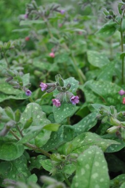 Pulmonaire hérissée Pulmonaria saccharata 'Mrs. Moon' 5-10 Pot 9x9 cm (P9)