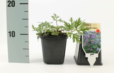 Pulsatille commune Pulsatilla vulgaris 5-10 Pot 9x9 cm (P9) Pulsatilla vulgaris