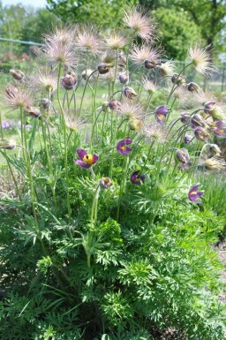 Pulsatille commune Pulsatilla vulgaris 5-10 Pot 9x9 cm (P9)