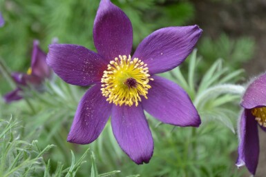 Pulsatille commune Pulsatilla vulgaris 5-10 Pot 9x9 cm (P9) Pulsatilla vulgaris