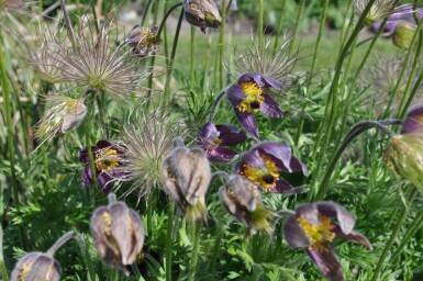 Pulsatille commune Pulsatilla vulgaris 5-10 Pot 9x9 cm (P9) Pulsatilla vulgaris