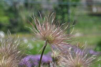 Pulsatille commune Pulsatilla vulgaris 5-10 Pot 9x9 cm (P9)