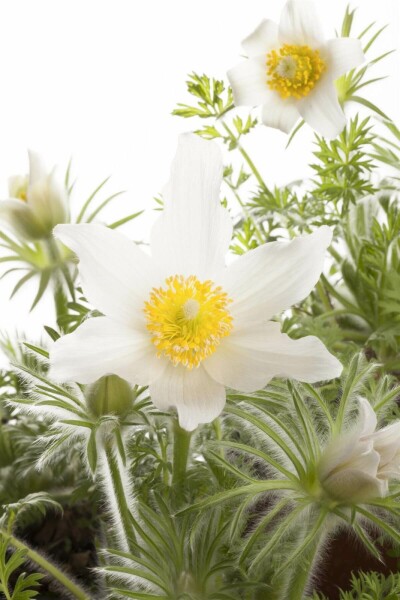 Pulsatilla vulgaris 'Alba'