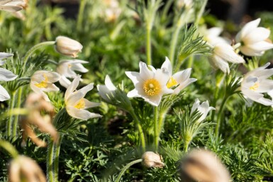 Pulsatille commune Pulsatilla vulgaris 'Alba' 5-10 Pot 9x9 cm (P9)