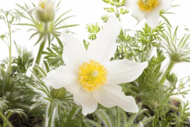 Pulsatille commune Pulsatilla vulgaris 'Alba' 5-10 Pot 9x9 cm (P9)