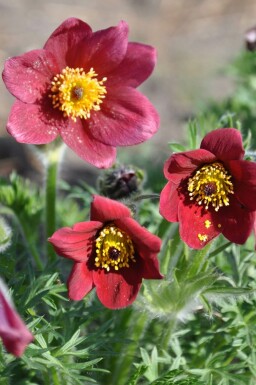 Pulsatille commune Pulsatilla vulgaris 'Rubra' 5-10 Pot 9x9 cm (P9)