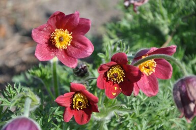 Pulsatille commune Pulsatilla vulgaris 'Rubra' 5-10 Pot 9x9 cm (P9)