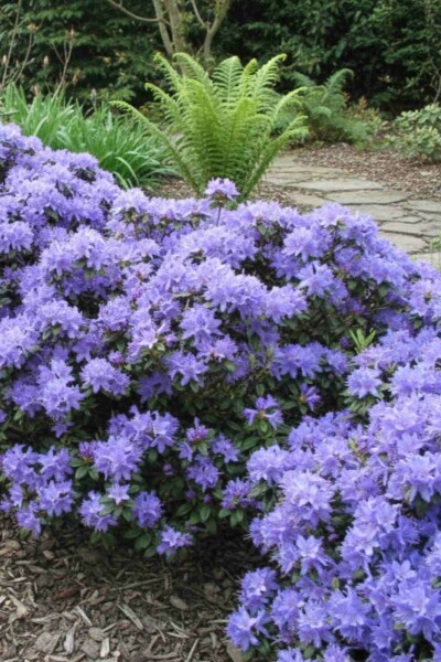 Rhododendron Rhododendron 'Blue Tit' Arbuste 15-20 Pot 2 l (C2) Rhododendron 'Blue Tit' arbuste 15-20 cm