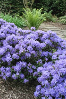 Rhododendron Rhododendron 'Blue Tit' Arbuste 15-20 Pot 2 l (C2) Rhododendron 'Blue Tit' arbuste 15-20 cm