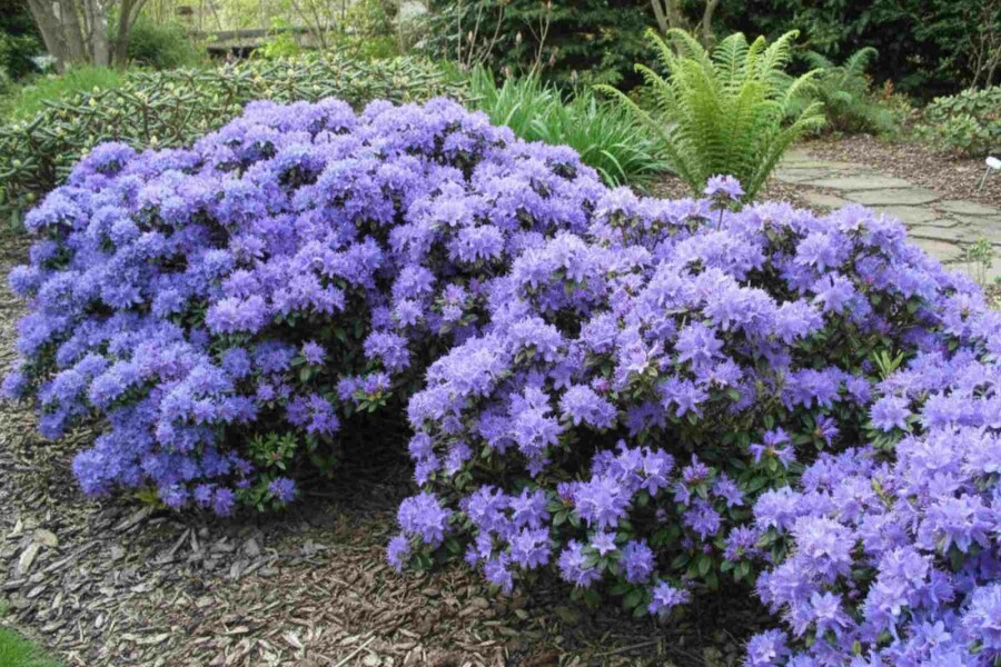 Rhododendron Rhododendron 'Blue Tit' Arbuste 15-20 Pot 2 l (C2) Rhododendron 'Blue Tit' arbuste 15-20 cm