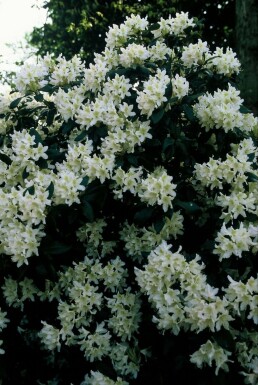 Rhododendron Rhododendron 'Cunningham's White' Arbuste 40-50 Pot 7,5 l (C7,5)