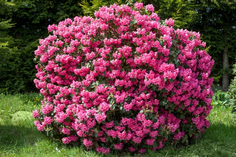 Rhododendron Rhododendron 'Nova Zembla' Arbuste 60-80 Pot 12 l (C12) Rhododendron 'Nova Zembla' arbuste 60-80 cm