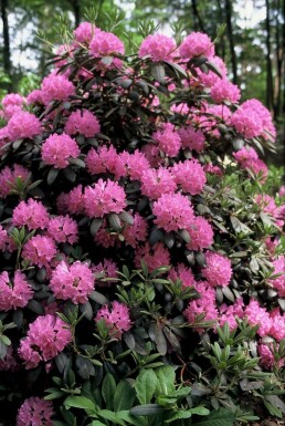 Rhododendron Rhododendron 'Roseum Elegans' Arbuste 60-80 Pot 10 l (C10)