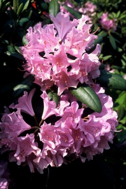 Rhododendron Rhododendron 'Roseum Elegans' Arbuste 60-80 Pot 10 l (C10) Rhododendron 'Roseum Elegans' arbuste 60-80 cm